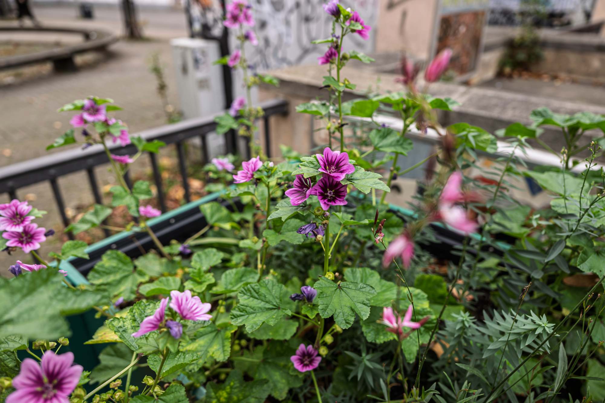 Balkonworkshop Balkongärtnern auf kleinstem Raum