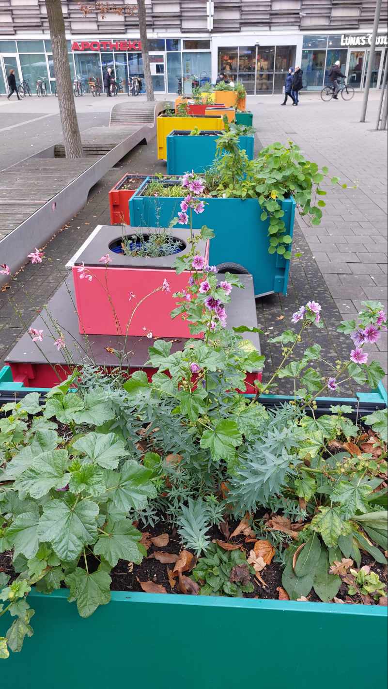 Hochbeete in Wilhelmsburg