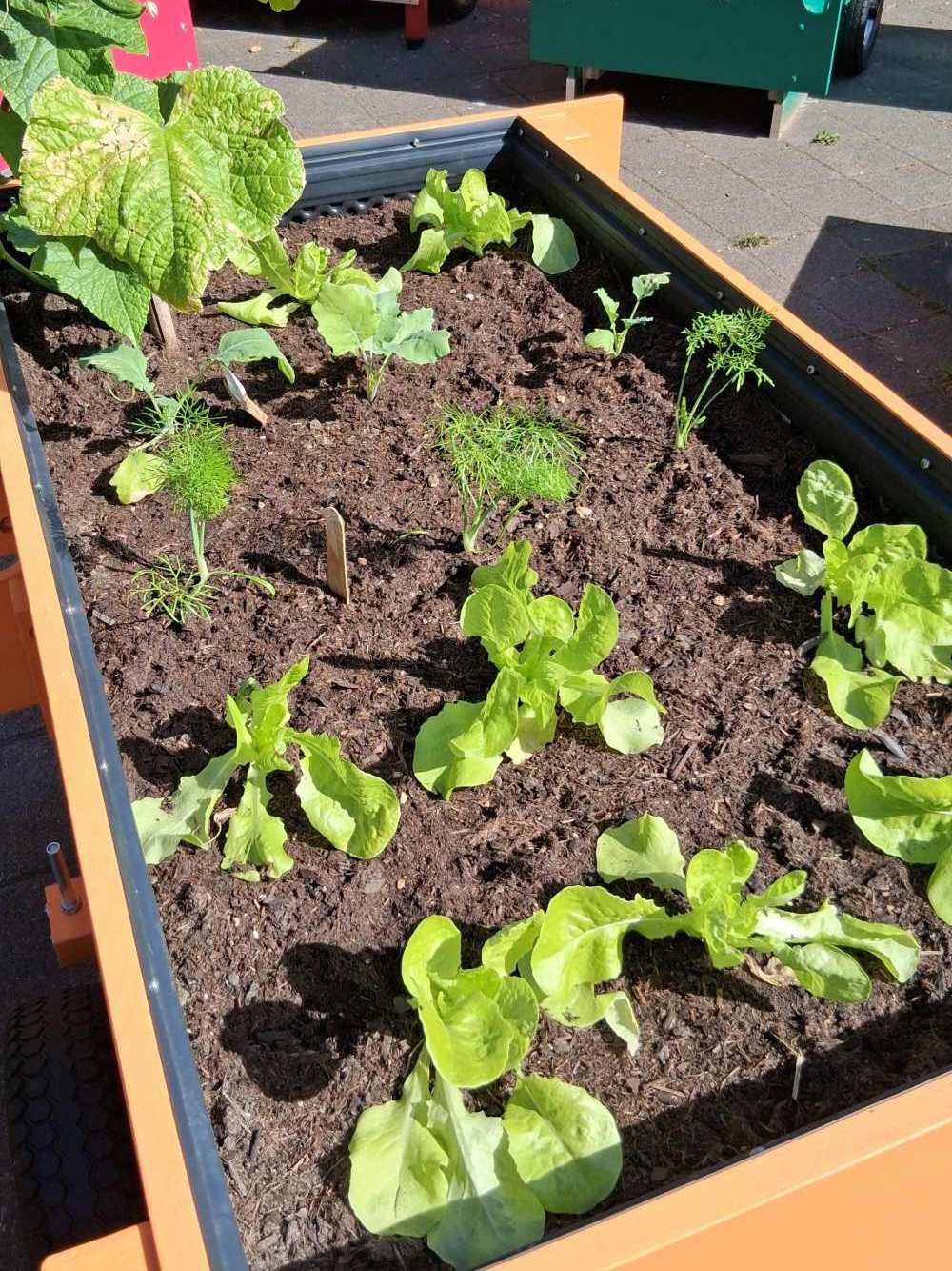 Das fertige Gemüsebeet