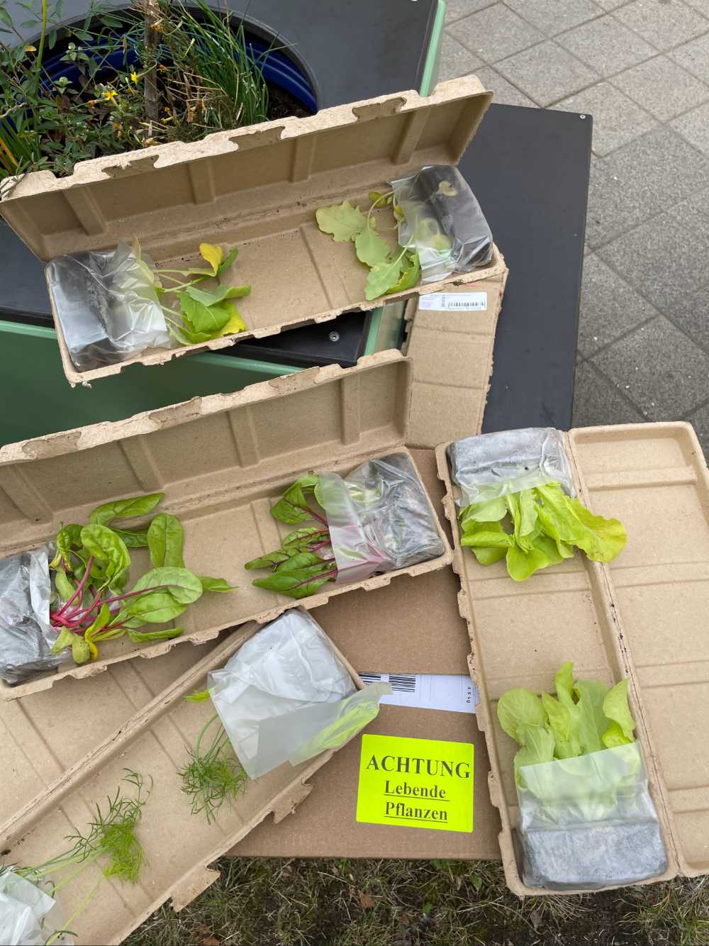 Die gelieferten Gemüsepflanzen.