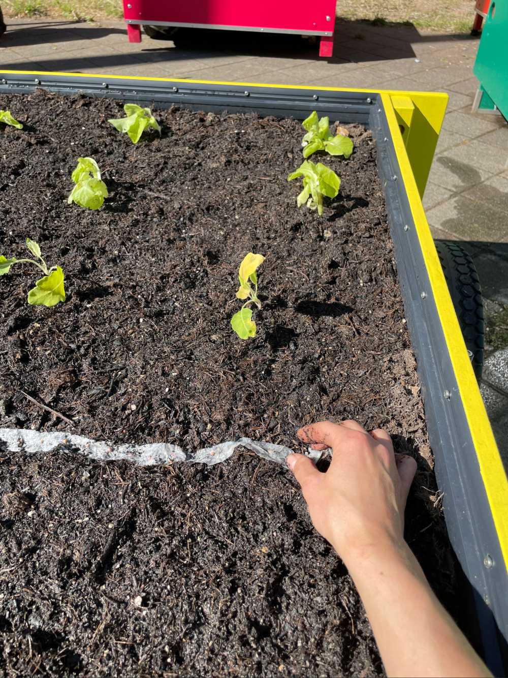 Das Radieschensaatband