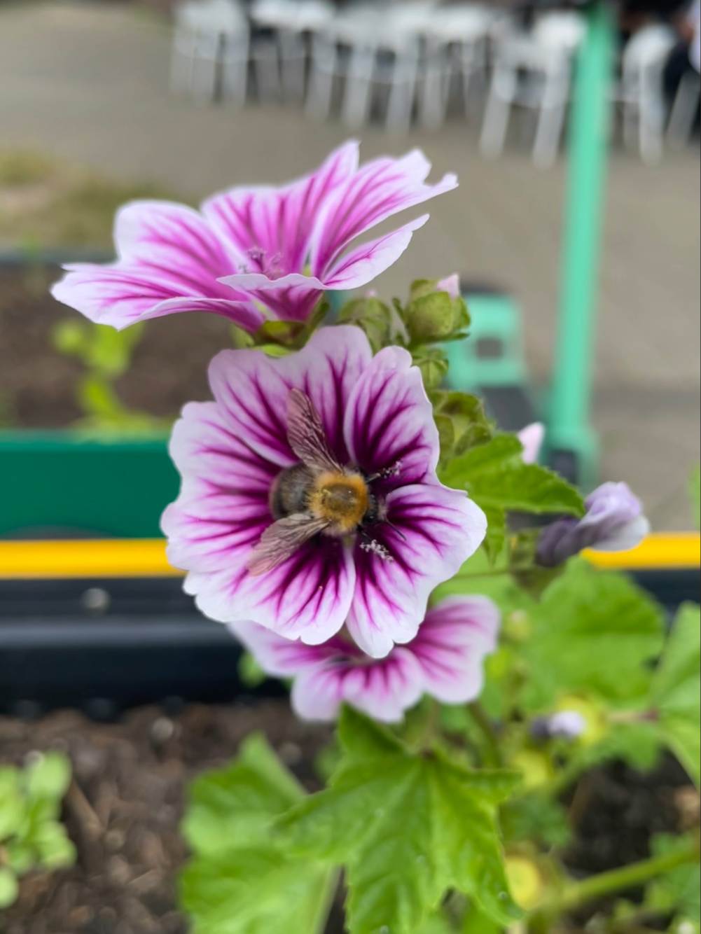 Honigbiene an der Malve