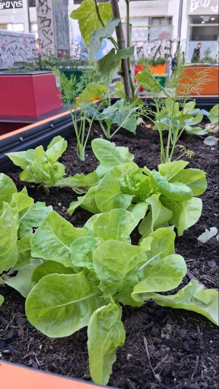 Salatbeet im Hamburger Wandergarten