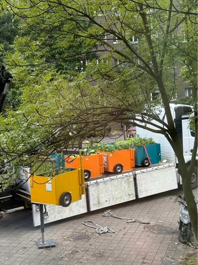 Honigbiene an der Malve